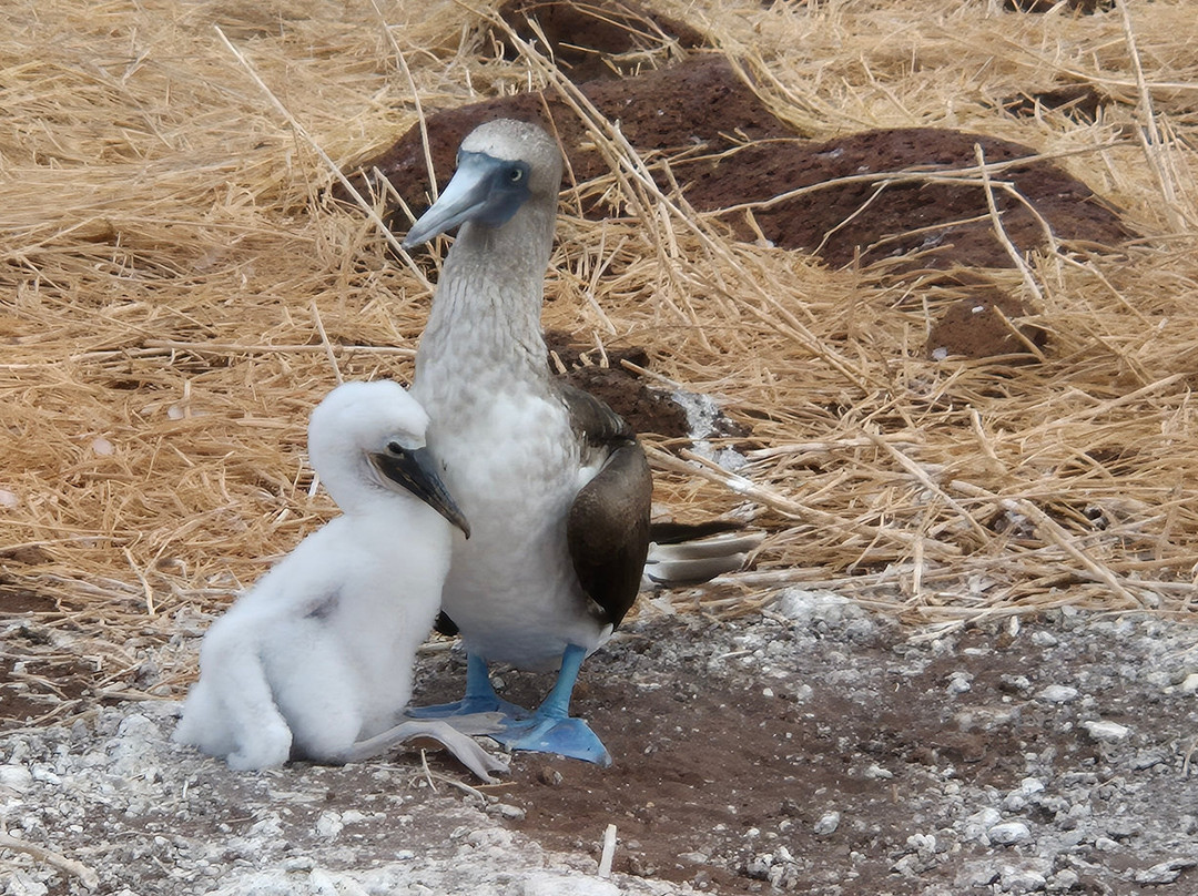 Galapagos Path-阿约拉港必去景点