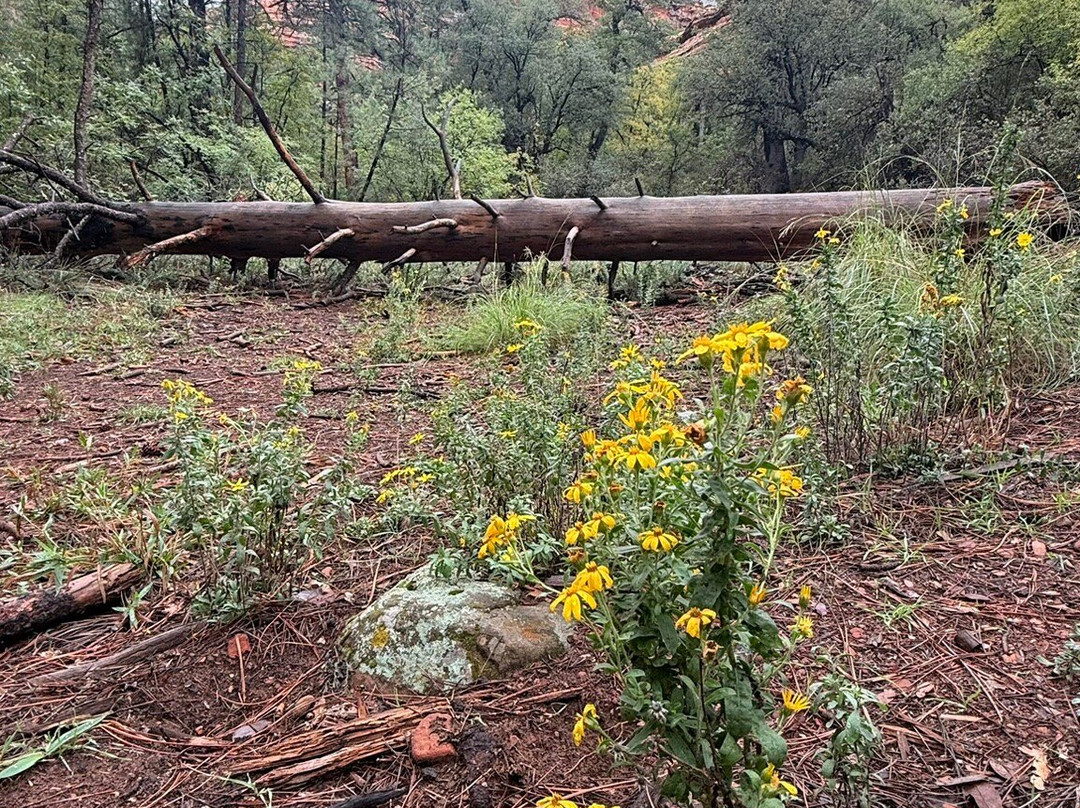 Boynton Canyon Trail-塞多纳必去景点