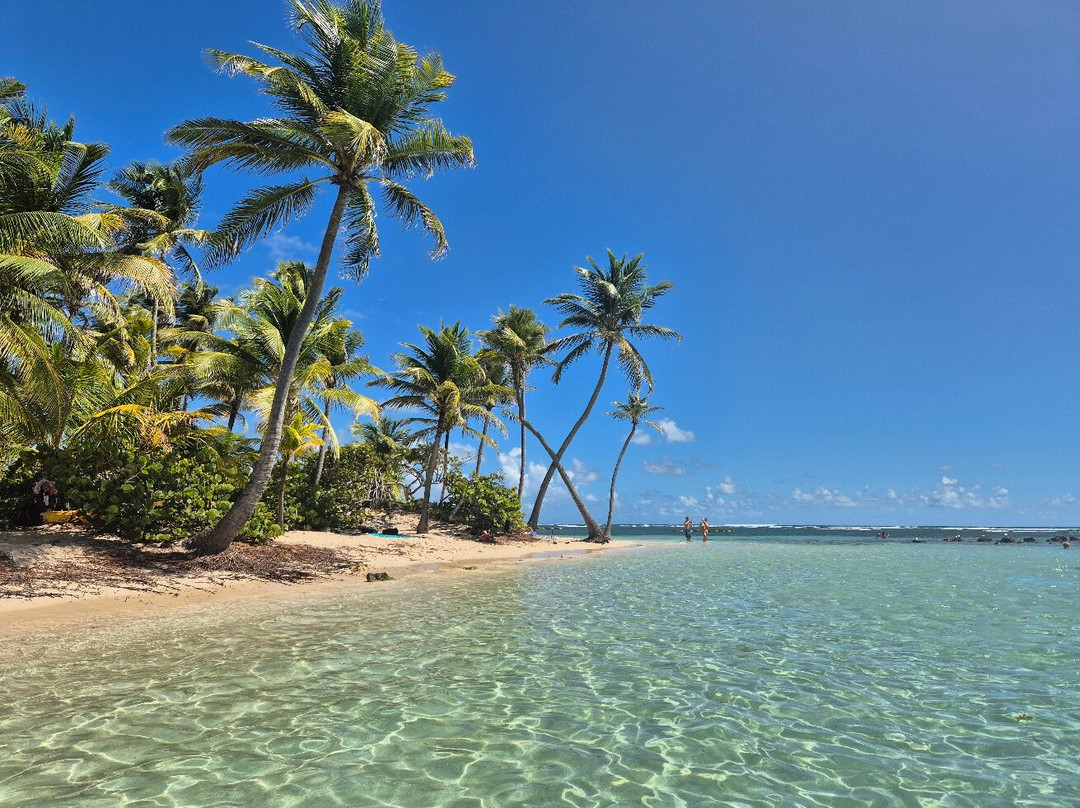 Le Jardin Tropical主图