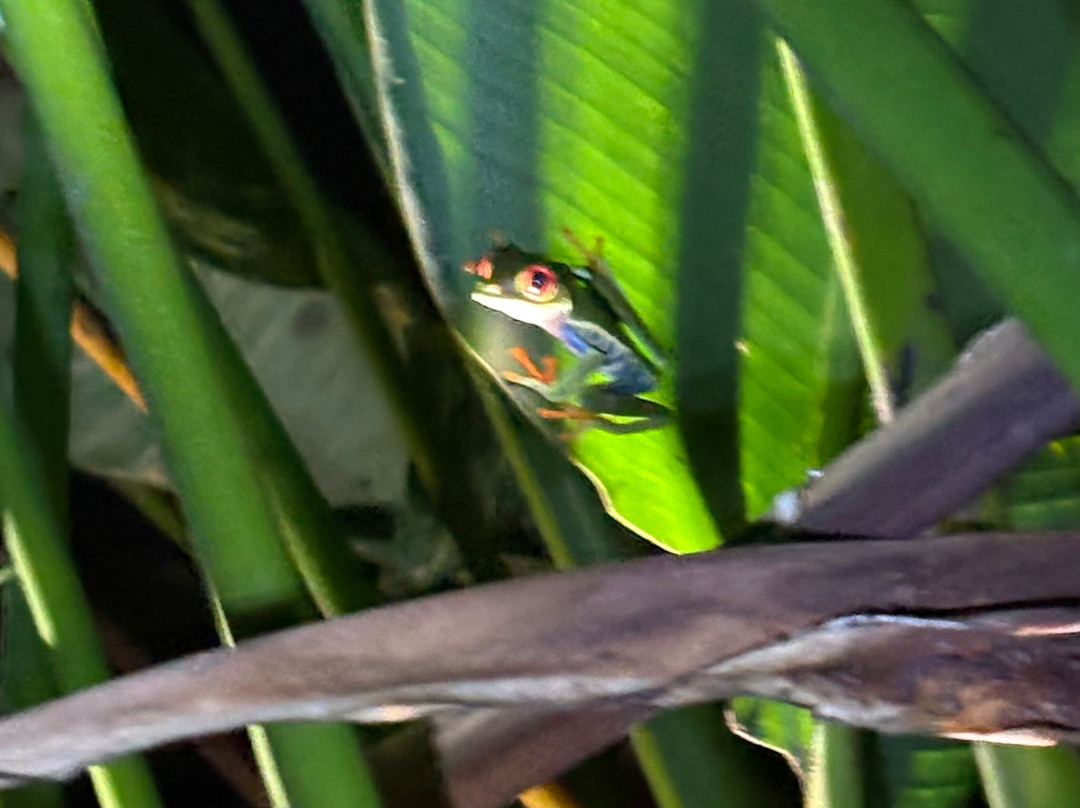 Finca Sura-Puerto Viejo de Sarapiqui必去景点