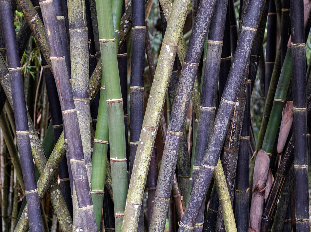 Harrysuni Tours-尼甘布必去景点