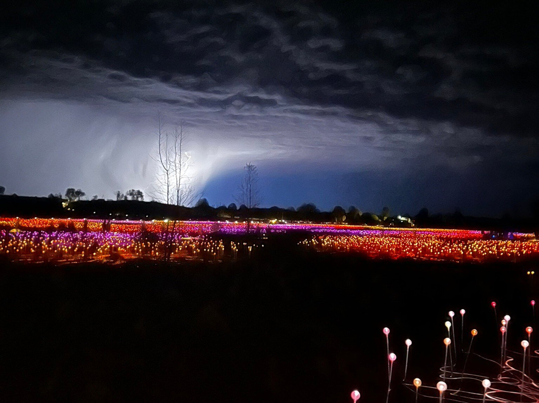 Field of Light-乌鲁鲁-卡塔丘塔国家公园必去景点
