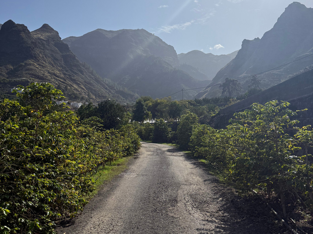 Bodega Los Berrazales-Agaete必去景点