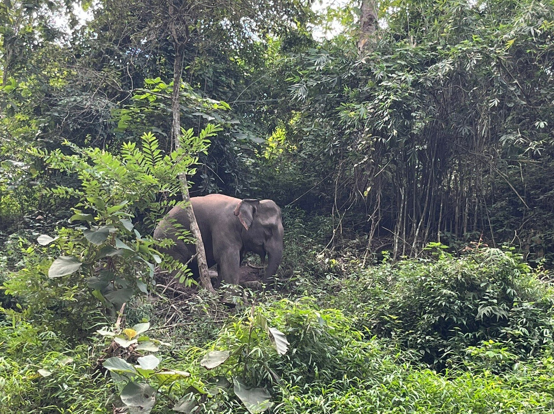 Mekong Elephant Park-北宾必去景点