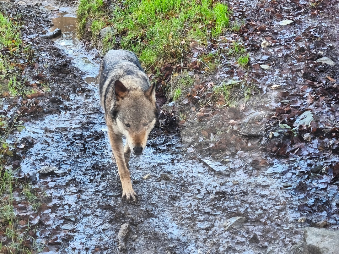 Exmoor Experience-Allerford必去景点