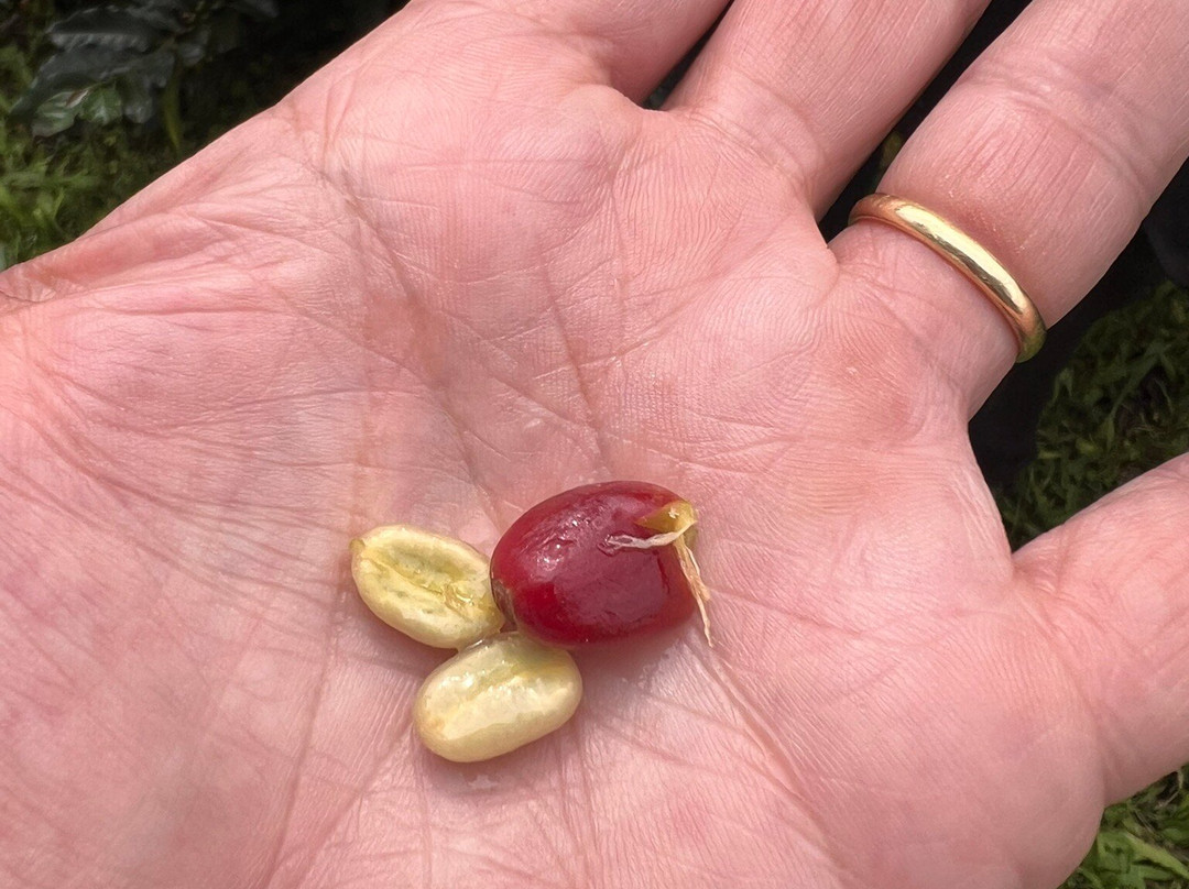 Café La Morelia-El Caimo必去景点