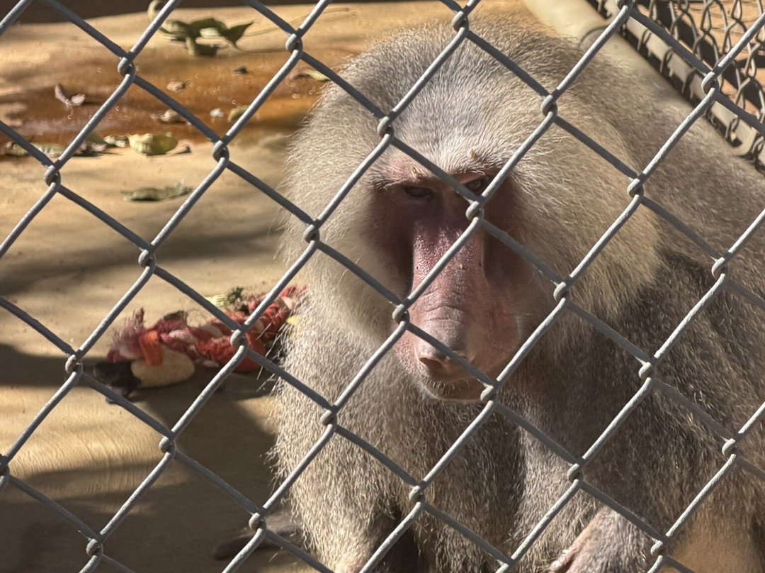 Suncoast Primate Sanctuary-帕姆港必去景点