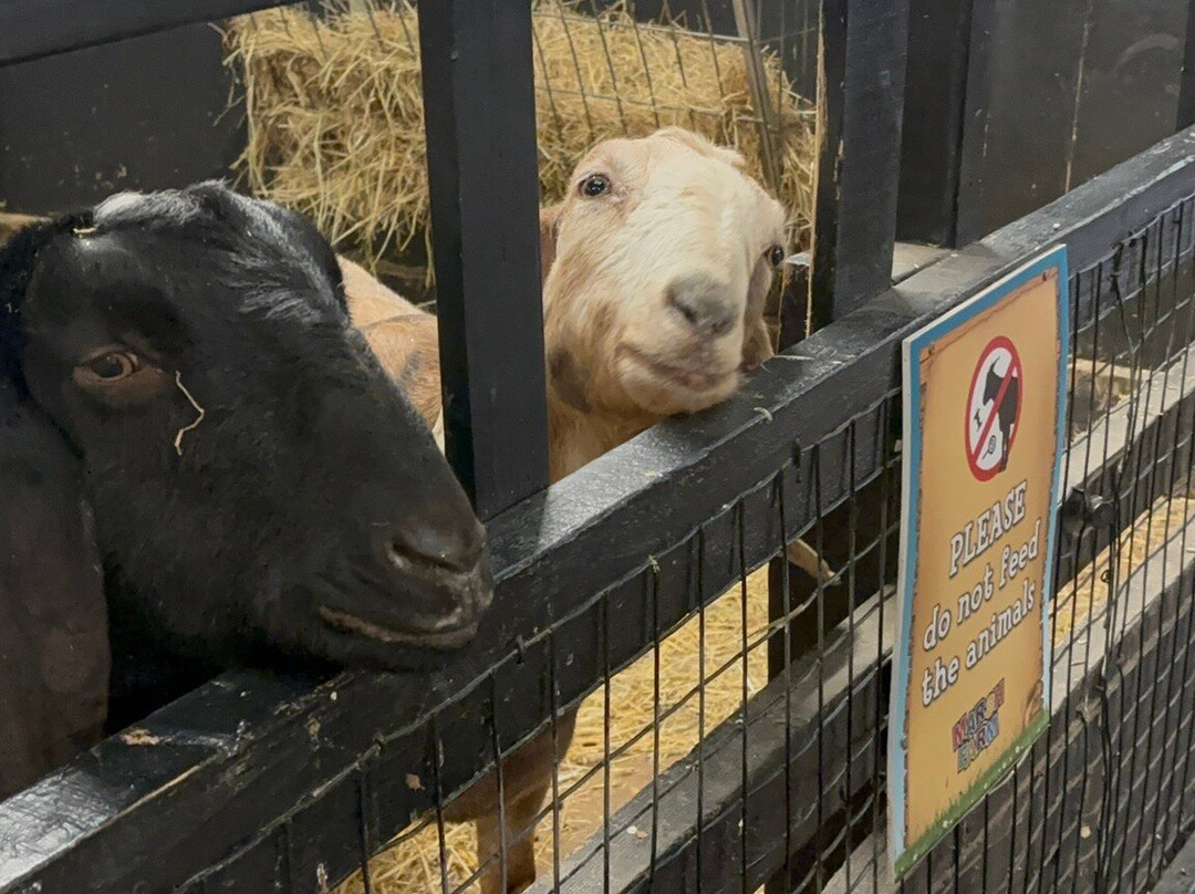 Marsh Farm Animal Adventure Park-Woodham Ferrers必去景点