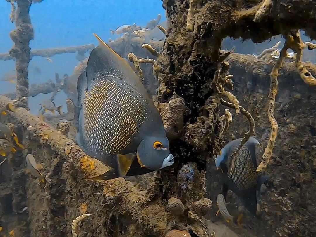 Nautica Plongee Caraibes-Pointe-Noire必去景点