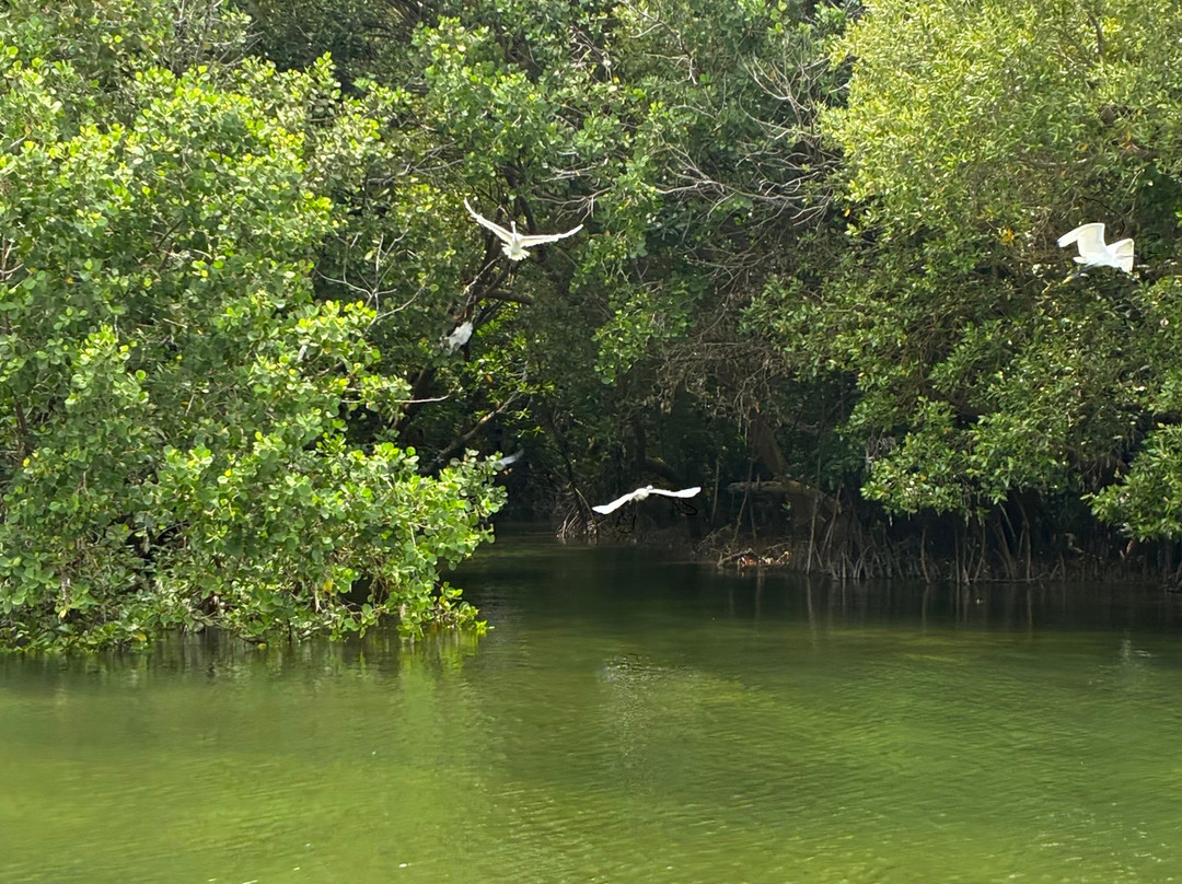 Afro Whale Shark Safari-马菲亚岛必去景点