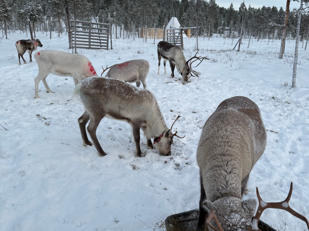 Reindeer Farm Renniina Inari-伊纳里必去景点