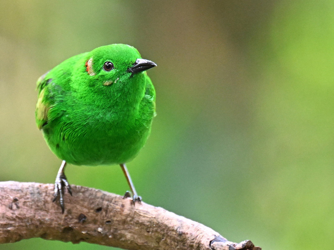 Geo Natura Tours-圣拉蒙必去景点
