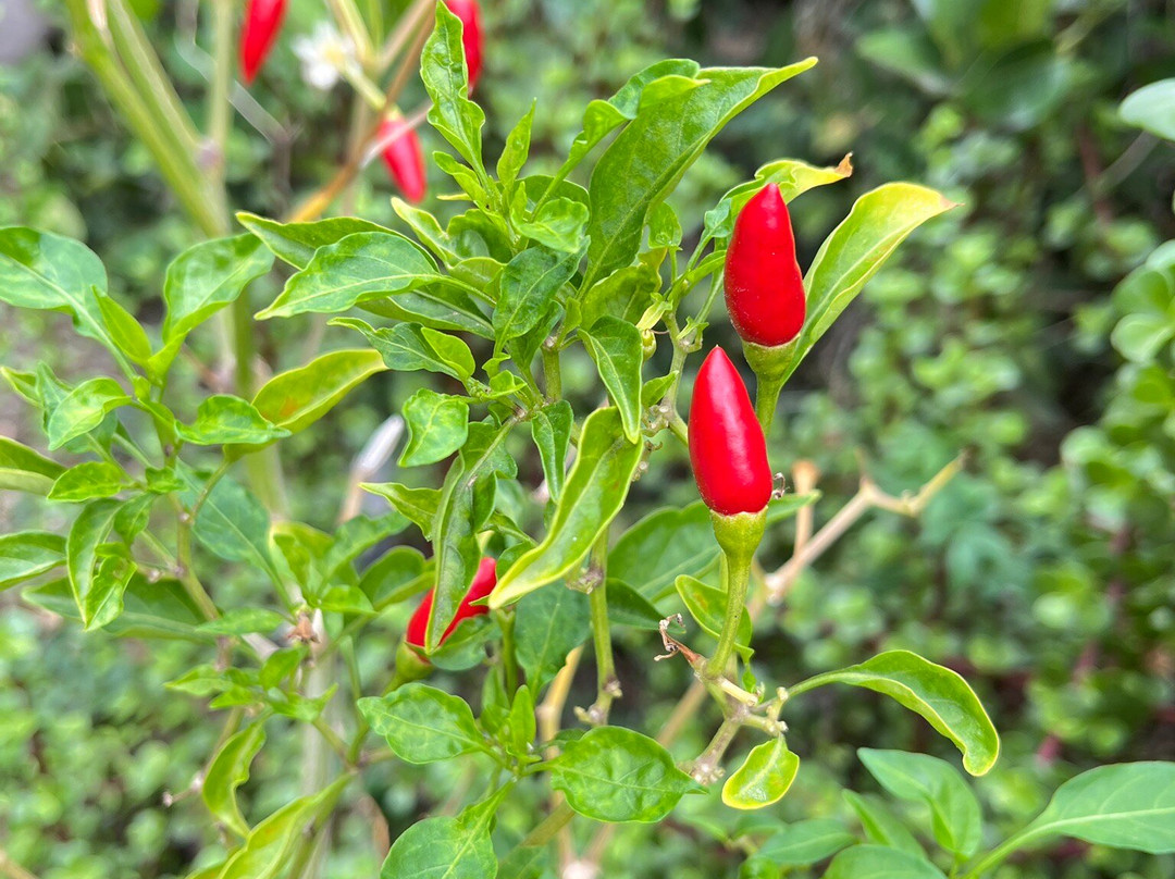 加拉霍埃国家公园-La Gomera必去景点