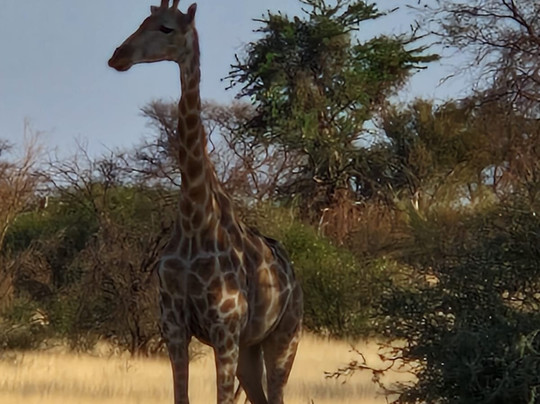 Namib Trails 4x4 Rentals-温德和克必去景点