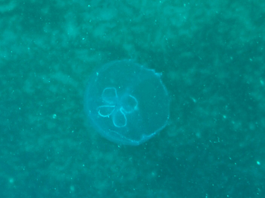 Kuralu Catamaran Charters-Road Town必去景点