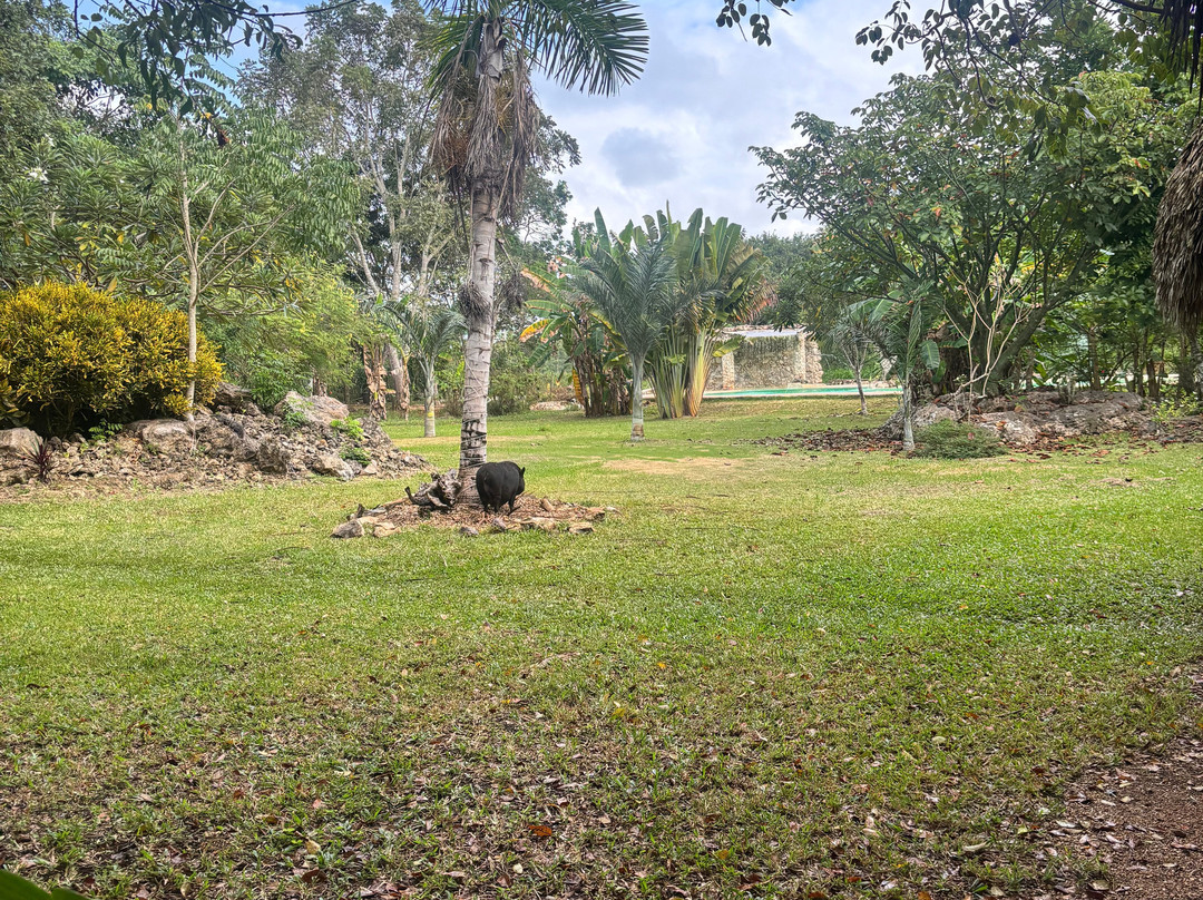 Cenote La Casa De Los Pájaros-Tizimin必去景点