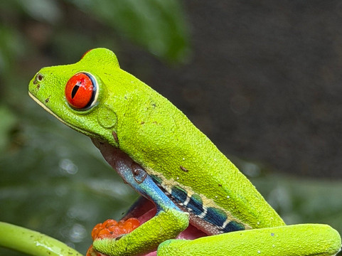 ARON THE BIG PAPI AMAZING ADVENTURE-利比里亚必去景点