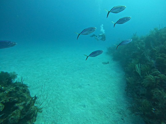 Deep Blue Divers-大开曼岛必去景点