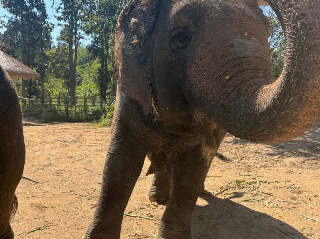 Maerim Elephant Sanctuary-夜林必去景点