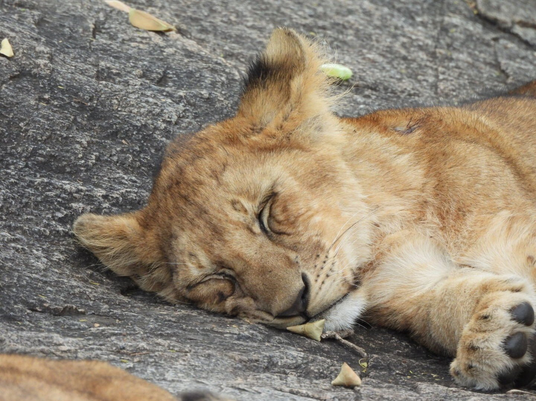 Blessing Safaris-阿鲁沙必去景点
