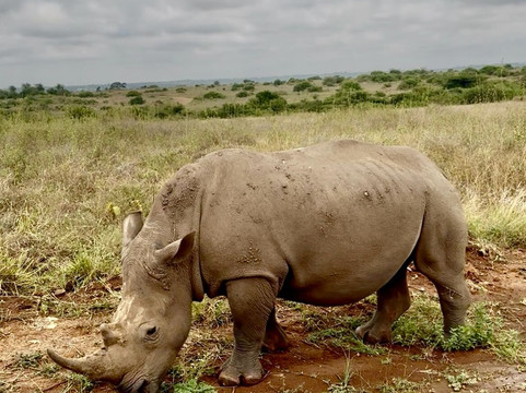 Lush Africa Safaris-坎帕拉必去景点