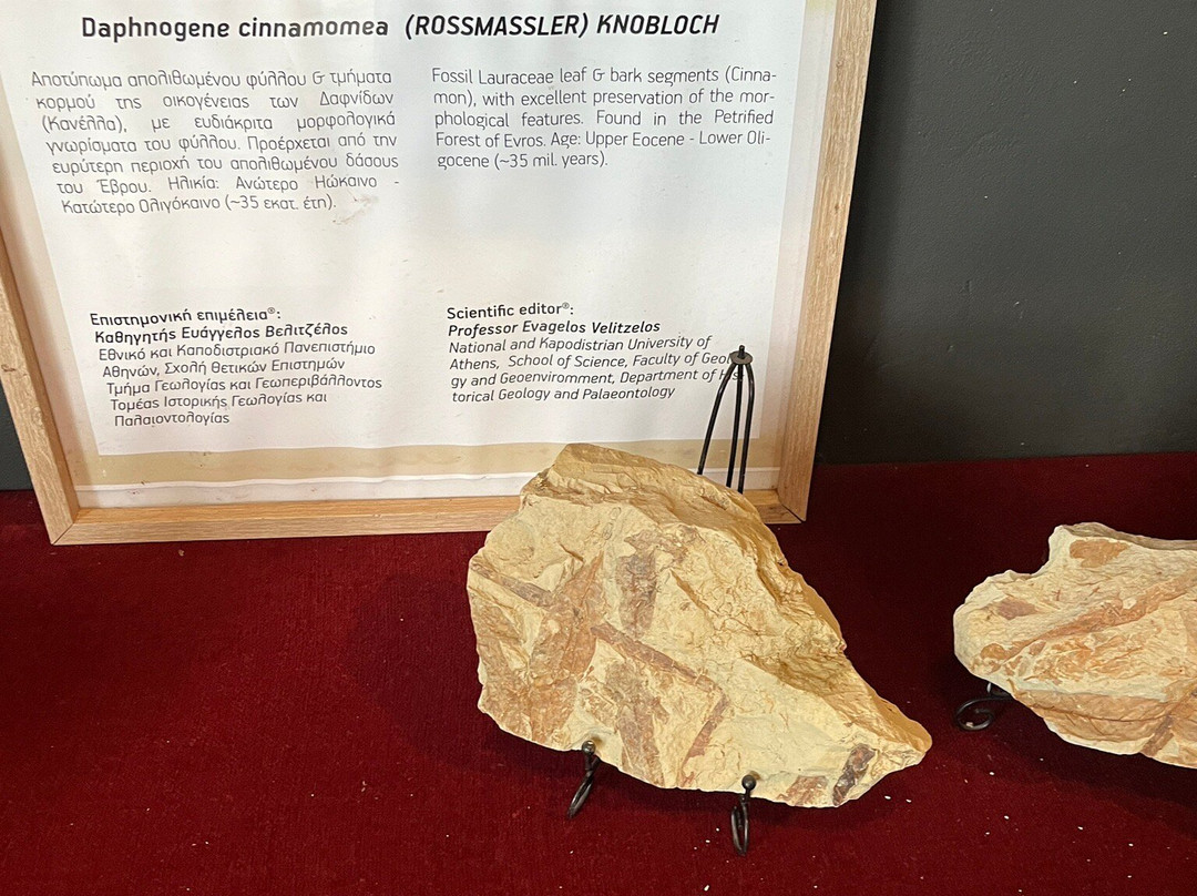 Petrified Forest Lefkimi-Lefkimmi必去景点