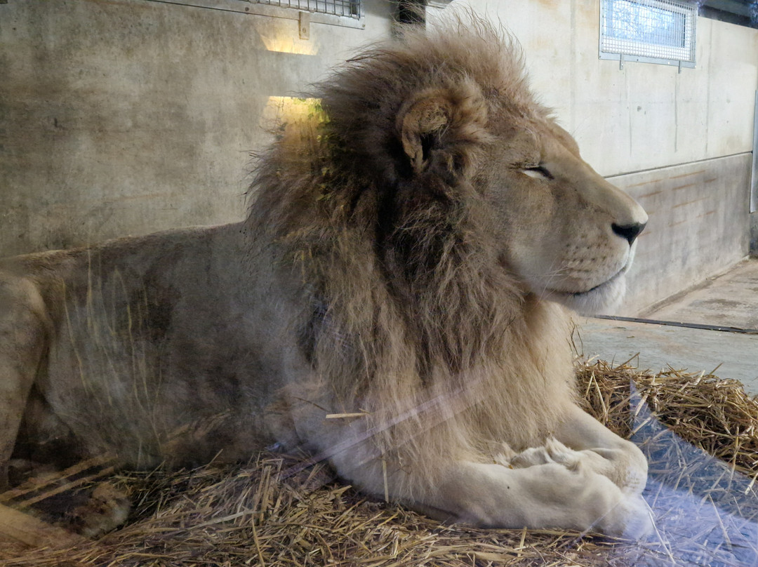 Lincolnshire Wildlife Park-Friskney必去景点