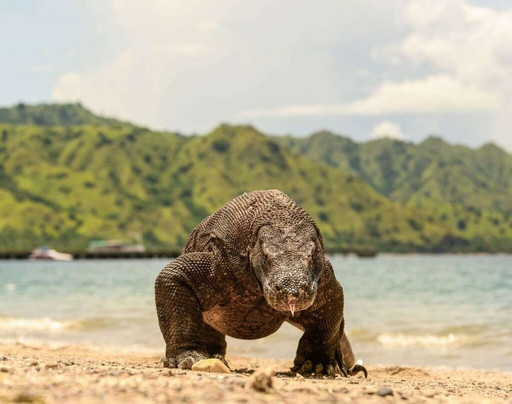 Bali Splendid Ocean - Tour & Travel-努沙杜瓦必去景点