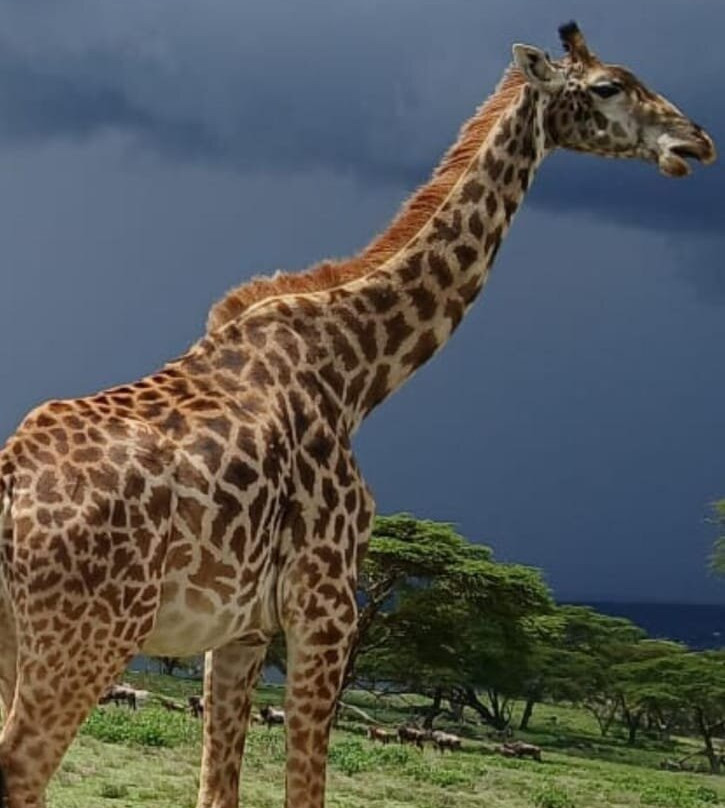 KILI SLOPE TOURS AND SAFARIS LTD-Usa River必去景点