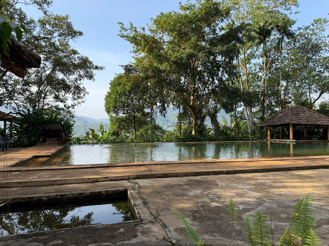 Rainforest Edge主图