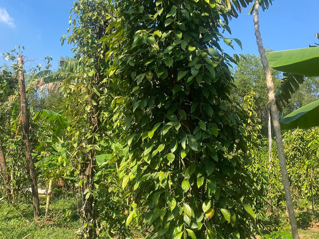 Phu Quoc Countryside-富国岛必去景点