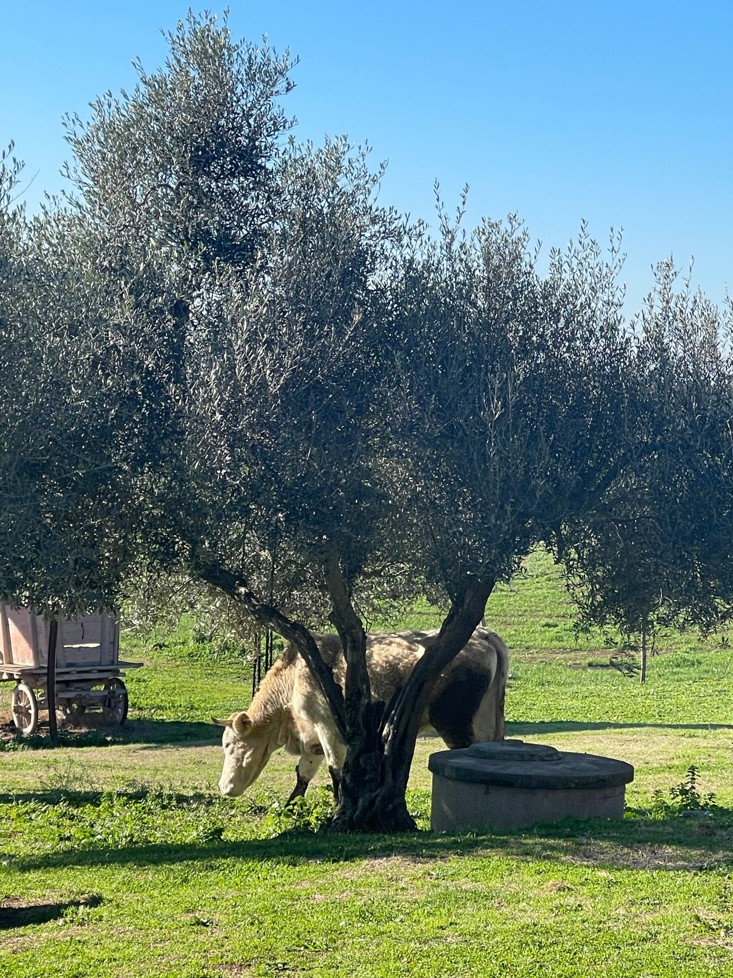 Agriturismo Poggio dei Cavalieri-官方