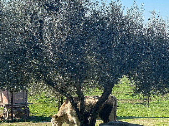 Agriturismo Poggio dei Cavalieri主图
