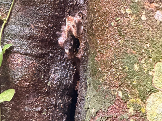 Bako National Park-古晋必去景点