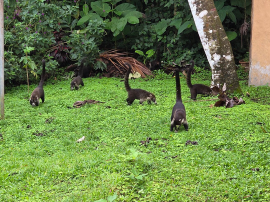 The Wellness Park Arenal & Ecolodge-福德圣卡洛斯必去景点
