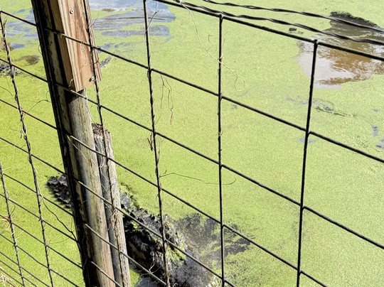 Jungle Adventures A Real Florida Animal Park-Christmas必去景点