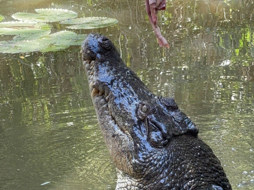 Hartley's Crocodile Adventures-Wangetti必去景点