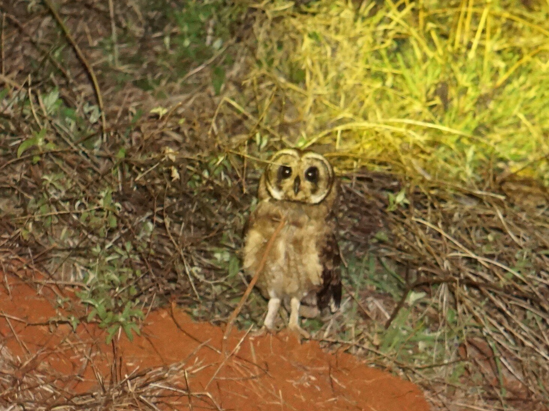 KingTomondo Safaris Kenya-蒙巴萨必去景点