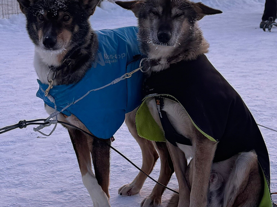 Extreme Huskies-伊瓦洛必去景点