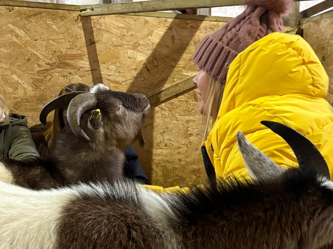 Kinedale Donkeys-Ballynahinch必去景点