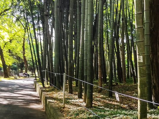 Shekvetili Dendrological Park-Shekhvetili必去景点