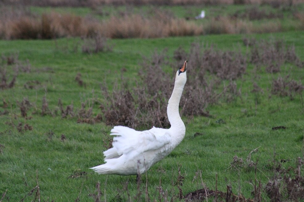 Carlton Marshes Nature Reserve-Carlton Colville必去景点