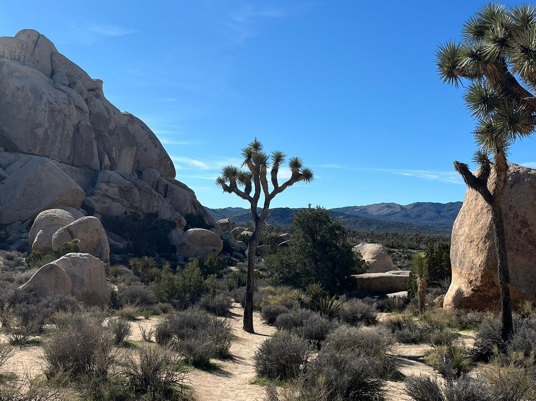 Joshua Tree National Park-约书亚树必去景点