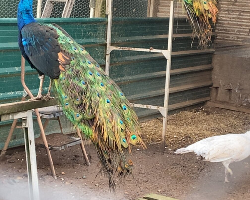 Peacocks Uk-Kempsey必去景点