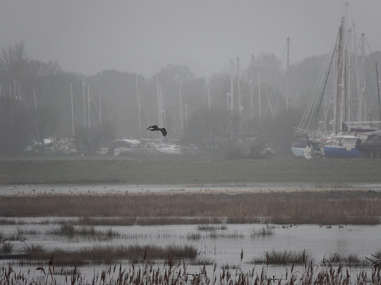 Birds Of Poole Harbour Events-普尔必去景点