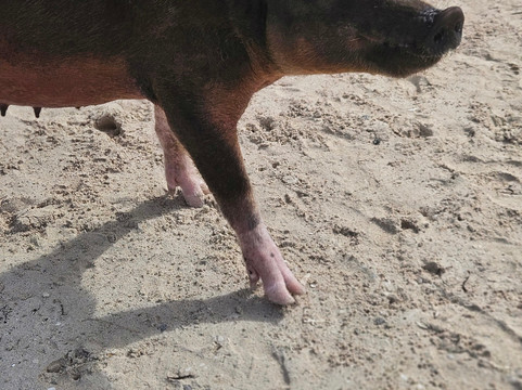 Baha Tours-拿骚必去景点