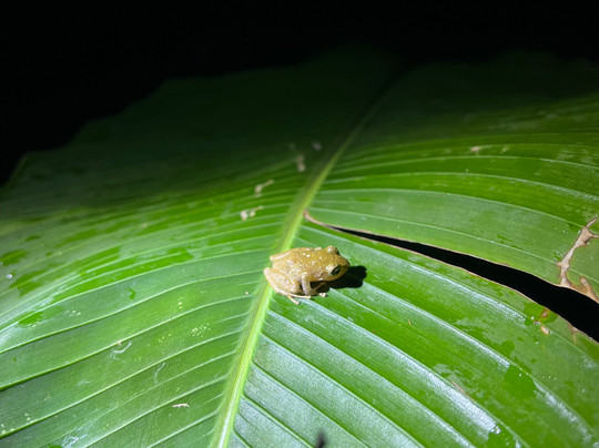 Finca Lantana Monteverde-彭塔雷纳斯必去景点
