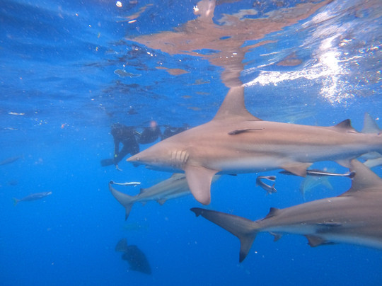 Shark Cage Diving-德班必去景点