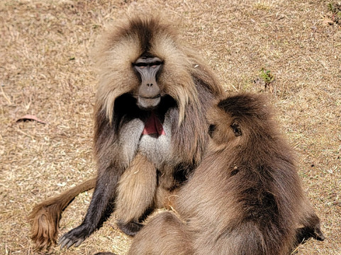 Rotate Ethiopia Tours And Addis Ababa city Tours Guide-亚的斯亚贝巴必去景点