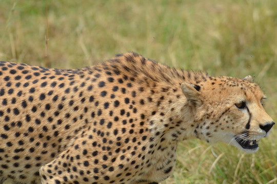 Nature's Land Safaris & Rentals-姆万扎必去景点